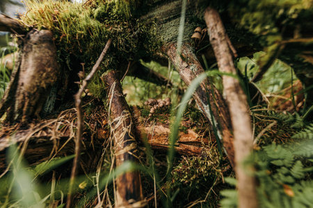 A close up of a tree branchの写真素材