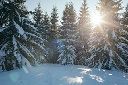 A close up of a snow covered forestの写真素材
