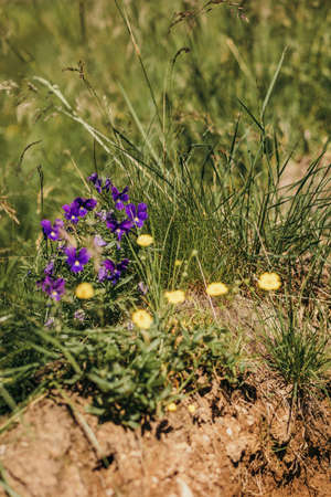 A close up of a flowerの写真素材