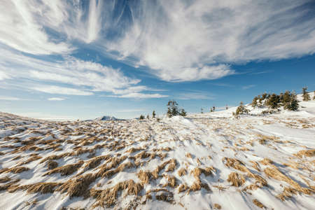 A herd of sheep walking across a snow covered slopeの写真素材