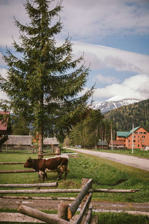 A cow standing on top of a grass covered fieldの写真素材