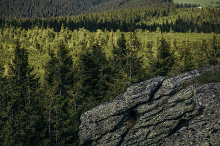 A tree with a mountain in the backgroundの写真素材