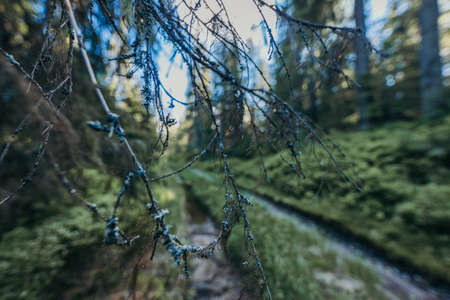A close up of a treeの写真素材