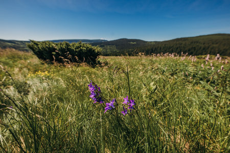 A purple flower in a fieldの写真素材
