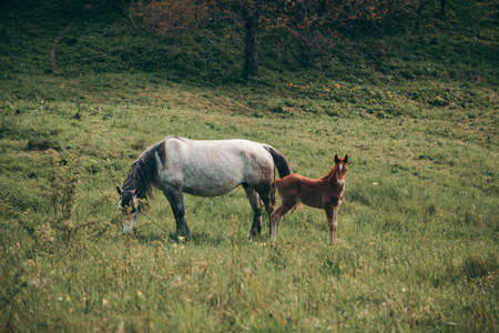 A cow grazing on a lush green fieldの写真素材