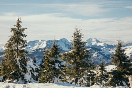 A tree with a mountain in the snowの写真素材