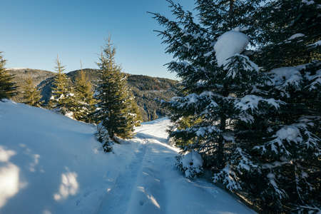 A close up of a snow covered forestの写真素材
