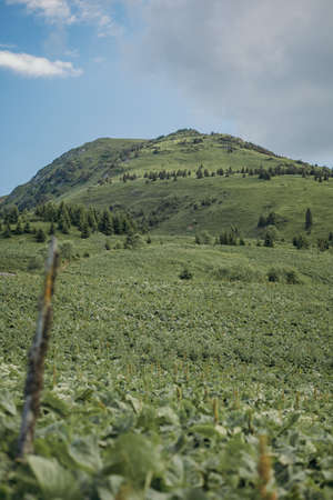 A field with a mountain in the backgroundの写真素材