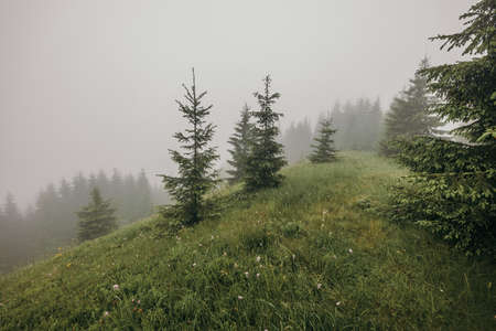 A close up of a hillside next to a treeの写真素材