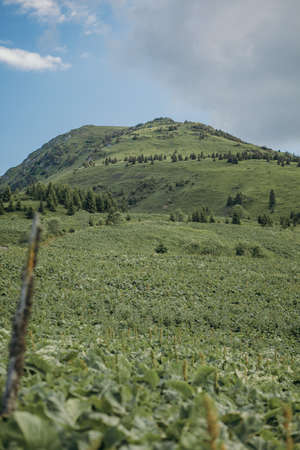 A field with a mountain in the backgroundの写真素材