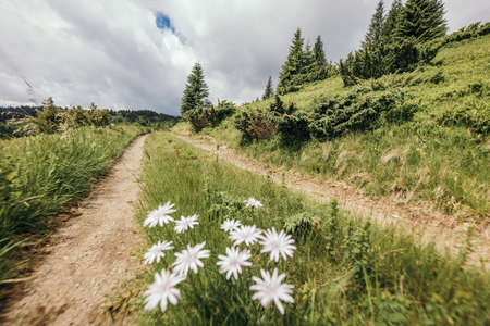 A path surrounded by treesの写真素材