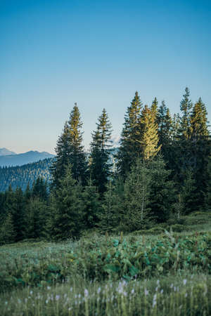 A large tree in a forestの写真素材