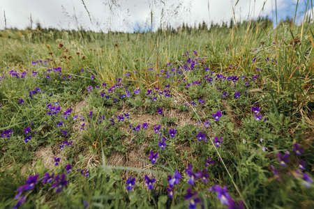 A purple flower in a fieldの写真素材