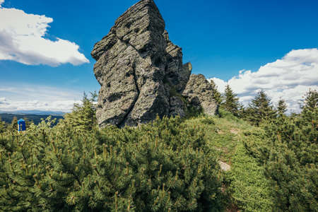 A tree with a mountain in the backgroundの写真素材