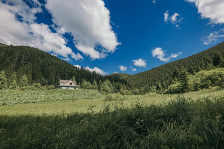A herd of animals grazing on a lush green fieldの写真素材