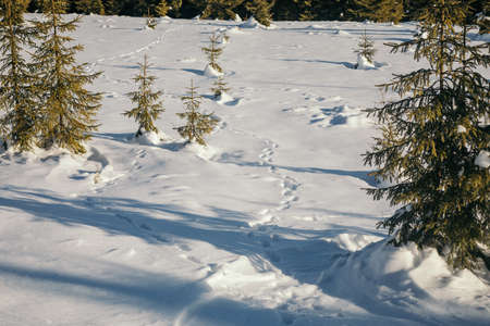 A tree covered in snowの写真素材
