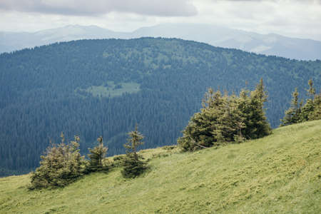 A tree with a mountain in the backgroundの写真素材