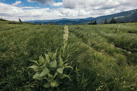 A close up of a lush green fieldの写真素材