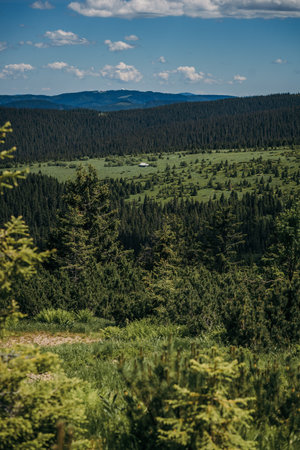 A tree with a mountain in the backgroundの写真素材