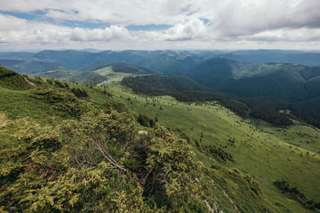 A herd of sheep standing on top of a lush green hillsideの写真素材