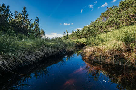 A river running through a forestの写真素材