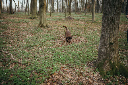 A brown bear standing next to a forestの写真素材