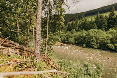 A tree in a forestの写真素材