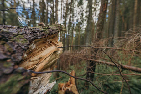 A tree in a forestの写真素材