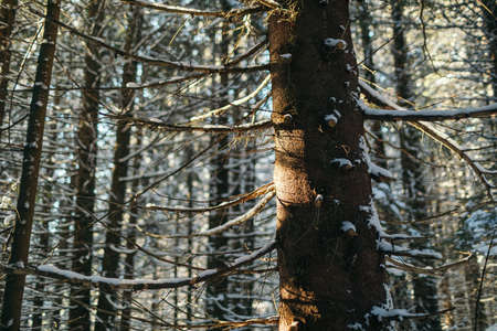 A tree in a forest travelの写真素材