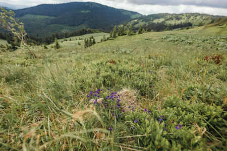 A field with a mountain in the backgroundの写真素材