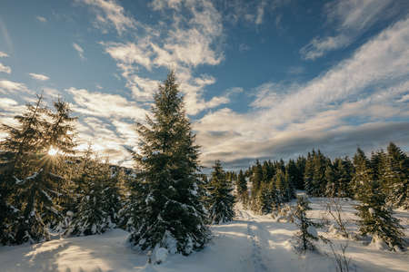 A tree covered in snowの写真素材