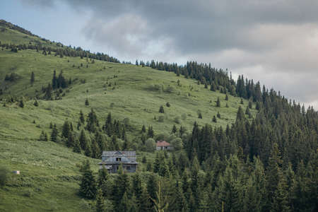 A herd of sheep standing on top of a lush green hillsideの写真素材