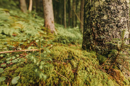 A close up of a treeの写真素材