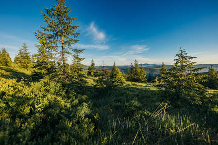 A tree in the middle of a fieldの写真素材