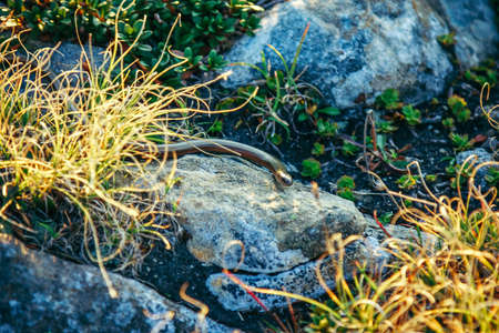 A pile of green grassの写真素材