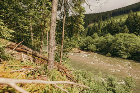 A tree in a forestの写真素材