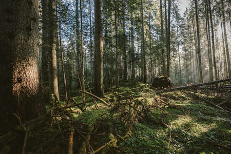 A tree in a forestの写真素材