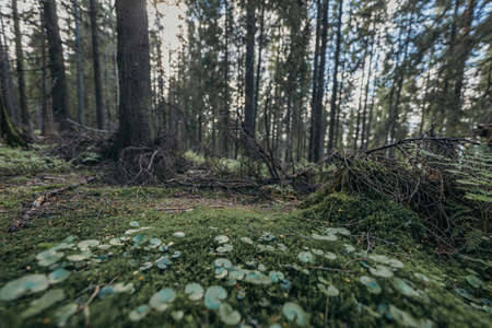 A tree in a forestの写真素材