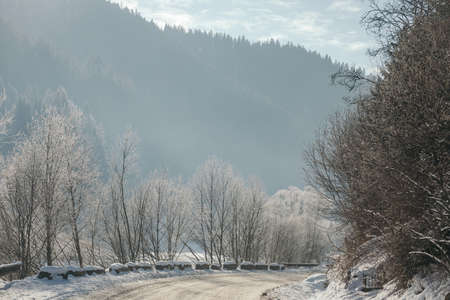 A tree with a mountain in the snowの写真素材