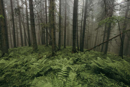 A tree in a forestの写真素材