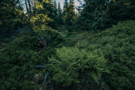 A sign in the middle of a forestの写真素材