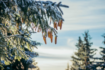 A close up of a tree covered in snowの写真素材