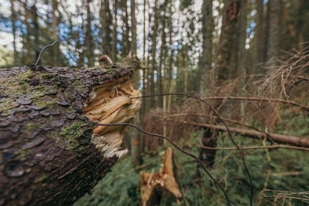A tree in a forestの写真素材