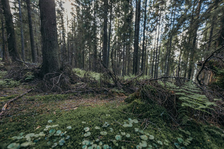 A tree in a forestの写真素材