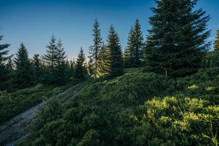 A tree in a forestの写真素材