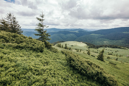 A herd of sheep walking across a lush green hillsideの写真素材