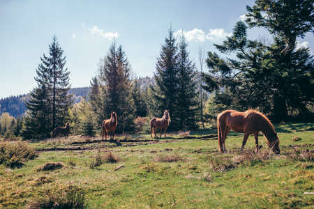 A herd of animals grazing on a lush green fieldの写真素材