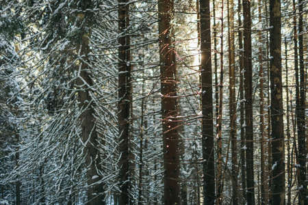 A tree in a forest travelの写真素材