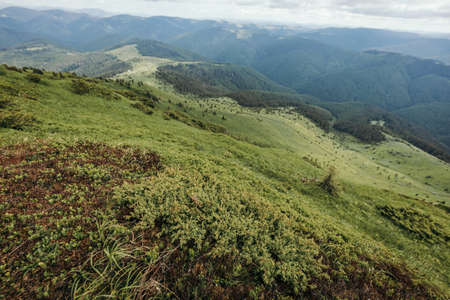 A herd of sheep standing on top of a lush green hillsideの写真素材
