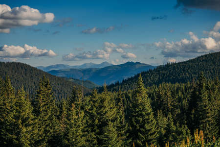 A tree with a mountain in the backgroundの写真素材